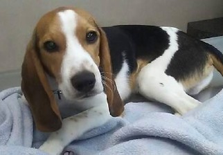 Medium Photo #1 Beagle-Unknown Mix Puppy For Sale in Hewitt, NJ, USA