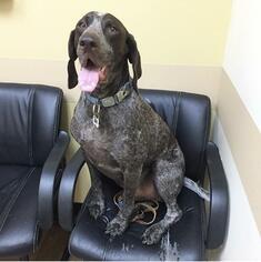 German Shorthaired Pointer Dogs for adoption in COLUMBIA, MD, USA