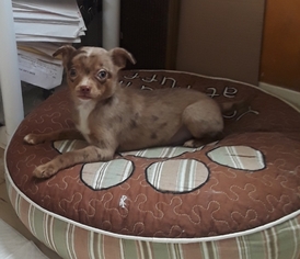 Medium Photo #1 Chihuahua Puppy For Sale in Richmond, CA, USA
