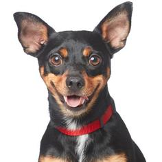Miniature Pinscher Dogs for adoption in Los Angeles, CA, USA