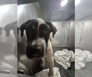 Labrador Retriever-Unknown Mix Dogs for adoption in San Antonio, TX, USA