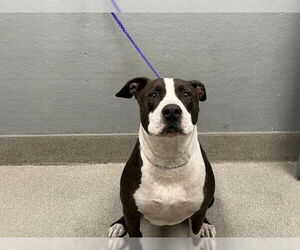 American Pit Bull Terrier-Unknown Mix Dogs for adoption in Las Vegas, NV, USA
