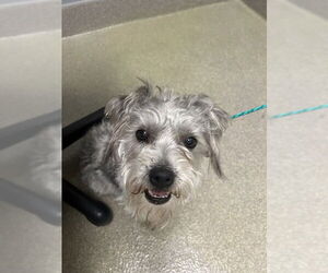 Mutt Dogs for adoption in Las Vegas, NV, USA