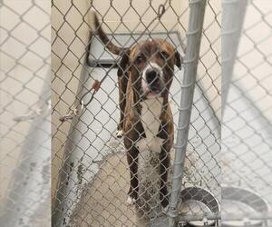 American Pit Bull Terrier-Unknown Mix Dogs for adoption in Anchorage, AK, USA