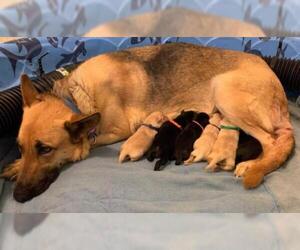 German Shepherd Dog Dogs for adoption in Buckeye, AZ, USA
