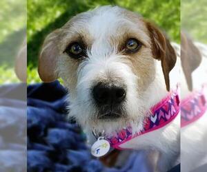 Jack Russell Terrier Dogs for adoption in Lockport, IL, USA
