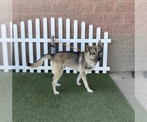 Norwegian Elkhound-Unknown Mix Dogs for adoption in Modesto, CA, USA