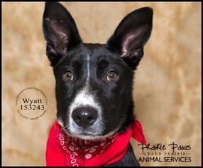 Shollie Dogs for adoption in Grand Prairie, TX, USA
