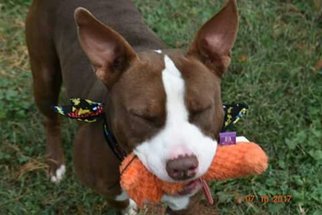 American Pit Bull Terrier Dogs for adoption in Harriman, TN, USA