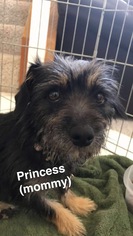 Dachshund Dogs for adoption in Mission Viejo, CA, USA