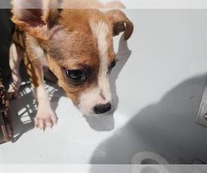 Staffordshire Bull Terrier-Unknown Mix Dogs for adoption in Houston, TX, USA