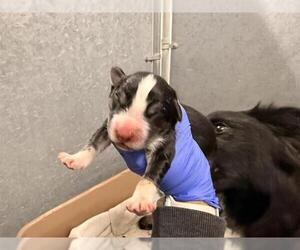 Border Collie Dogs for adoption in HESPERIA, CA, USA