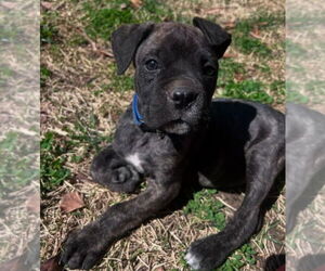 Mutt Dogs for adoption in Vail, AZ, USA