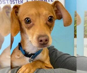 Chiweenie Dogs for adoption in St. George, UT, USA