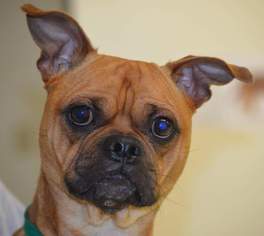 Buggs Dogs for adoption in Harrisburg, PA, USA