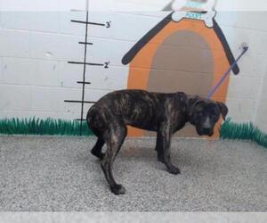 Bullboxer Pit Dogs for adoption in San Bernardino, CA, USA