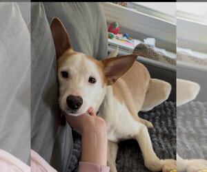 Border Terrier-Unknown Mix Dogs for adoption in Oakhurst, NJ, USA