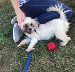 Shih Tzu Dogs for adoption in Columbia, MD, USA
