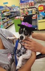 Rat-Cha Dogs for adoption in Von Ormy, TX, USA