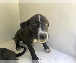Labrador Retriever-Unknown Mix Dogs for adoption in Houston, TX, USA
