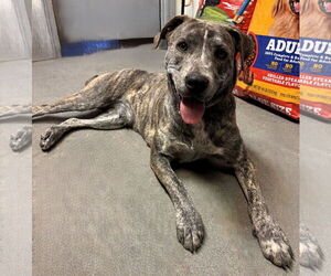 American Pit Bull Terrier-Unknown Mix Dogs for adoption in Las Vegas, NM, USA