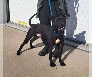 American Pit Bull Terrier Dogs for adoption in Louisville, KY, USA