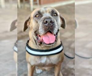 Mastiff Dogs for adoption in Thonotosassa, FL, USA