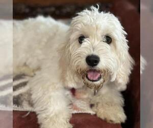 Maltese Dogs for adoption in San Diego, CA, USA