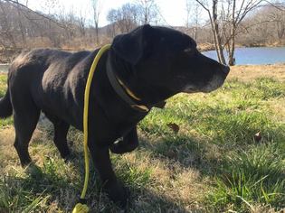 Labrador Retriever-Unknown Mix Dogs for adoption in Lucasville, OH, USA