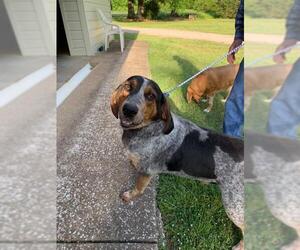 Bluetick Coonhound Dogs for adoption in Florence, AL, USA