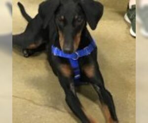 Doberman Pinscher Dogs for adoption in Omaha, NE, USA