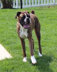 Boxer Dogs for adoption in Lancaster, PA, USA