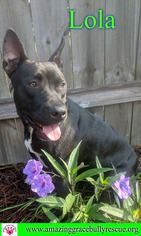 American Pit Bull Terrier-Unknown Mix Dogs for adoption in Pensacola, FL, USA