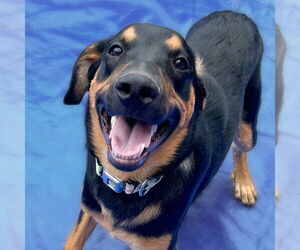 Sheprador Dogs for adoption in Sheridan, CO, USA