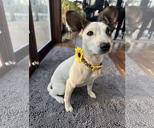 Jack Russell Terrier-Unknown Mix Dogs for adoption in Plainfield, IL, USA