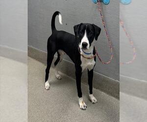 American Pit Bull Terrier-Unknown Mix Dogs for adoption in Las Vegas, NV, USA