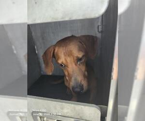 Dachshund-Unknown Mix Dogs for adoption in San Antonio, TX, USA