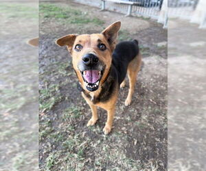 German Shepherd Dog-Unknown Mix Dogs for adoption in Riverside, CA, USA