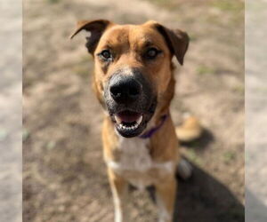 German Shepherd Dog-Unknown Mix Dogs for adoption in Aurora, CO, USA