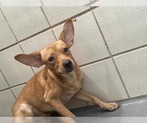 Chihuahua-Unknown Mix Dogs for adoption in Corpus Christi, TX, USA