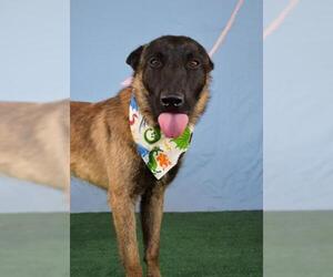 Mutt Dogs for adoption in Bakersfield, CA, USA