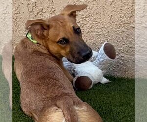 Black Mouth Cur-Unknown Mix Dogs for adoption in Cave Creek, AZ, USA