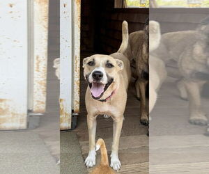 Shepradors Dogs for adoption in DISCOVERY BAY, CA, USA