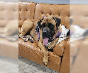 Mastiff Dogs for adoption in Edmond, OK, USA