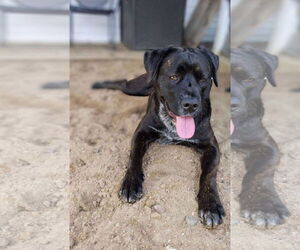 Labrador Retriever-Unknown Mix Dogs for adoption in New London, WI, USA