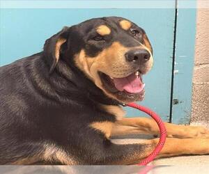 Doberman Pinscher-Unknown Mix Dogs for adoption in Las Vegas, NV, USA