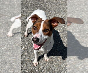 Jack Russell Terrier-Unknown Mix Dogs for adoption in Rockaway, NJ, USA