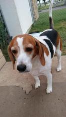 Beagle Dogs for adoption in Lawton, OK, USA