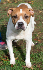 Small American Pit Bull Terrier Mix