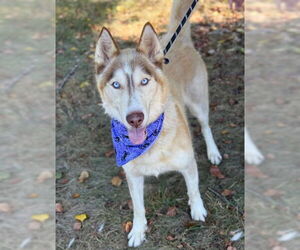 Siberian Husky Dogs for adoption in Warrenton, VA, USA